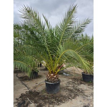Phoenix canariensis 130/160 lt -5º/-8º